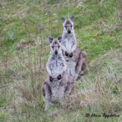 Osphranter robustus (Wallaroo) at Cooleman Ridge - 17 Sep 2021 by Chris Appleton