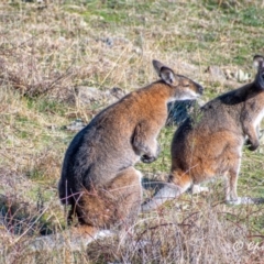 Notamacropus rufogriseus (Red-necked Wallaby) at Cooleman Ridge - 2 Aug 2021 by Chris Appleton