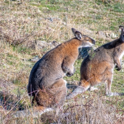Notamacropus rufogriseus (Red-necked Wallaby) at Cooleman Ridge - 2 Aug 2021 by Chris Appleton