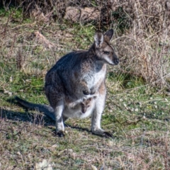Notamacropus rufogriseus (Red-necked Wallaby) at Cooleman Ridge - 2 Aug 2021 by Chris Appleton