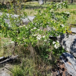 Crataegus monogyna at Symonston, ACT - 9 Oct 2021