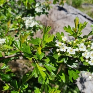 Crataegus monogyna at Symonston, ACT - 9 Oct 2021