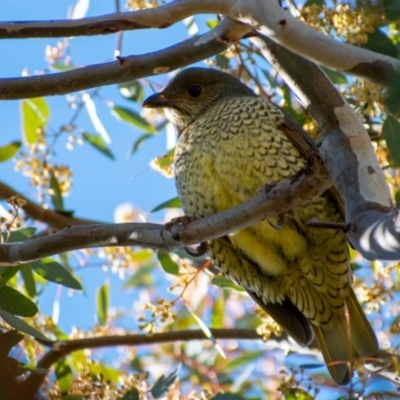 Ptilonorhynchus violaceus (Satin Bowerbird) at Cooleman Ridge - 2 Aug 2021 by Chris Appleton