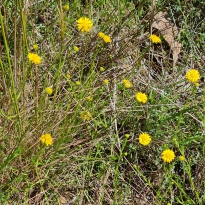 Calotis lappulacea (Yellow Burr Daisy) at Symonston, ACT - 9 Oct 2021 by Mike