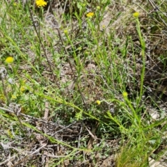 Calotis lappulacea at Symonston, ACT - 9 Oct 2021