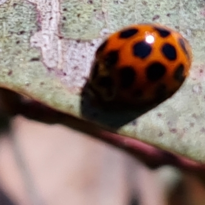 Harmonia conformis (Common Spotted Ladybird) at Mount Mugga Mugga - 9 Oct 2021 by Mike