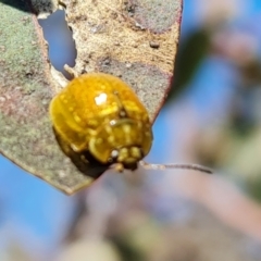 Paropsisterna cloelia (Eucalyptus variegated beetle) at Mount Mugga Mugga - 9 Oct 2021 by Mike
