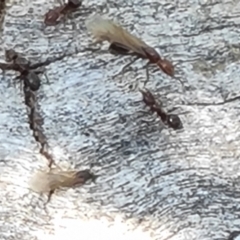 Papyrius sp. (genus) (A Coconut Ant) at Mount Mugga Mugga - 9 Oct 2021 by Mike
