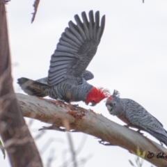 Callocephalon fimbriatum (Gang-gang Cockatoo) at Chapman, ACT - 3 Sep 2021 by ChrisAppleton