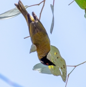 Melithreptus lunatus at Chapman, ACT - 2 Sep 2021 12:05 PM