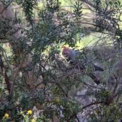 Callocephalon fimbriatum (Gang-gang Cockatoo) at Norris Hill - 8 Oct 2021 by Darcy