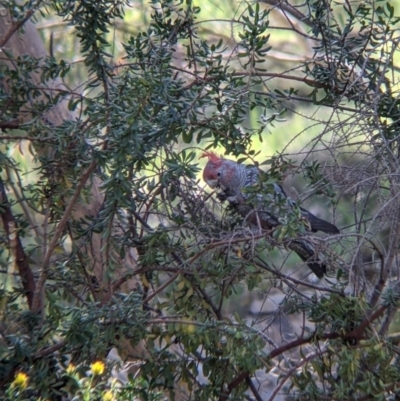 Callocephalon fimbriatum (Gang-gang Cockatoo) at Glenroy, NSW - 8 Oct 2021 by Darcy