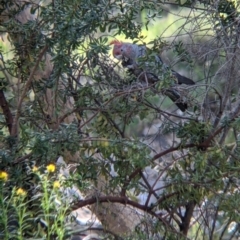 Callocephalon fimbriatum at Glenroy, NSW - suppressed