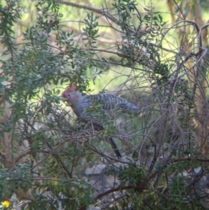 Callocephalon fimbriatum at Glenroy, NSW - 8 Oct 2021