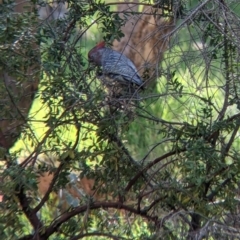 Callocephalon fimbriatum at Glenroy, NSW - suppressed