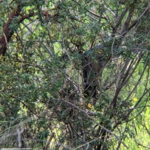 Callocephalon fimbriatum at Glenroy, NSW - suppressed