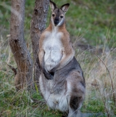 Notamacropus rufogriseus (Red-necked Wallaby) at Cooleman Ridge - 15 Aug 2021 by Chris Appleton
