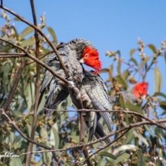 Callocephalon fimbriatum (Gang-gang Cockatoo) at Chapman, ACT - 2 Aug 2021 by ChrisAppleton