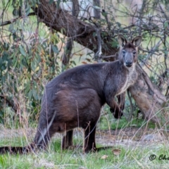 Osphranter robustus (Wallaroo) at Cooleman Ridge - 23 Sep 2021 by Chris Appleton