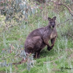 Osphranter robustus (Wallaroo) at Stromlo, ACT - 17 Sep 2021 by Chris Appleton