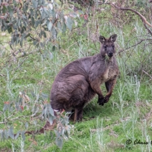 Osphranter robustus robustus at Stromlo, ACT - 17 Sep 2021