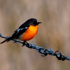 Petroica phoenicea (Flame Robin) at Tuggeranong DC, ACT - 18 Jul 2021 by ChrisAppleton