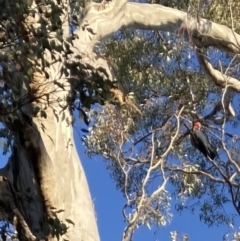 Callocephalon fimbriatum (Gang-gang Cockatoo) at Garran, ACT - 11 Sep 2021 by ianmigdale