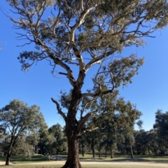 Callocephalon fimbriatum (Gang-gang Cockatoo) at Federal Golf Course - 7 Aug 2021 by ianmigdale