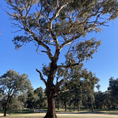 Callocephalon fimbriatum (Gang-gang Cockatoo) at Federal Golf Course - 7 Aug 2021 by ianmigdale