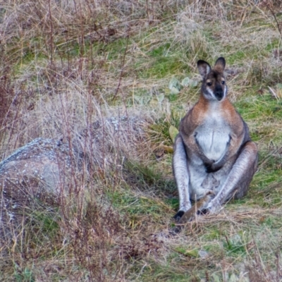 Notamacropus rufogriseus (Red-necked Wallaby) at Cooleman Ridge - 25 Jul 2021 by Chris Appleton