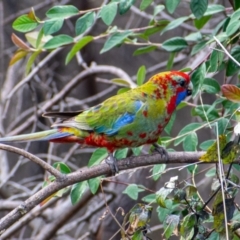 Platycercus elegans (Crimson Rosella) at Cooleman Ridge - 25 Jul 2021 by Chris Appleton