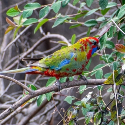 Platycercus elegans (Crimson Rosella) at Cooleman Ridge - 25 Jul 2021 by Chris Appleton