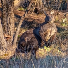 Osphranter robustus robustus (Eastern Wallaroo) at Chapman, ACT - 21 Jun 2021 by Chris Appleton