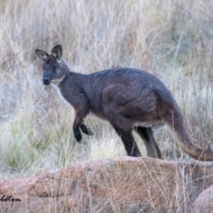 Osphranter robustus (Wallaroo) at Chapman, ACT - 4 Jul 2021 by Chris Appleton