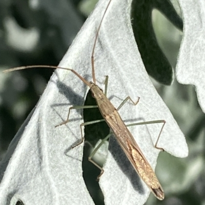 Mutusca brevicornis (A broad-headed bug) at QPRC LGA - 9 Oct 2021 by Steve_Bok
