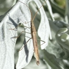 Mutusca brevicornis at Jerrabomberra, NSW - 9 Oct 2021