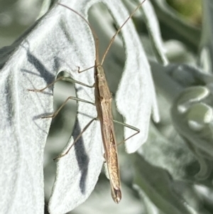 Mutusca brevicornis at Jerrabomberra, NSW - 9 Oct 2021