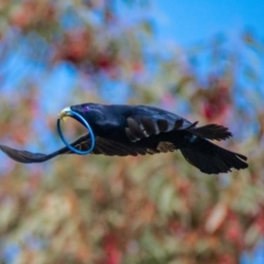 Ptilonorhynchus violaceus (Satin Bowerbird) at Chapman, ACT - 15 Jul 2021 by ChrisAppleton