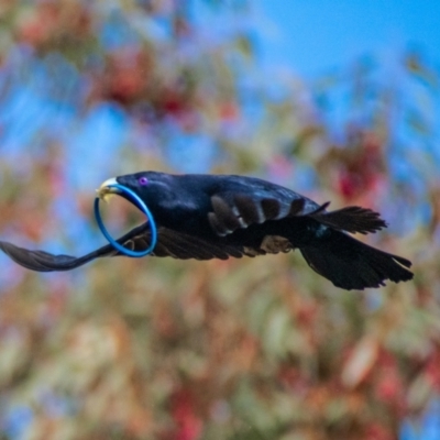 Ptilonorhynchus violaceus (Satin Bowerbird) at Chapman, ACT - 15 Jul 2021 by ChrisAppleton