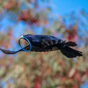 Ptilonorhynchus violaceus at Chapman, ACT - 15 Jul 2021