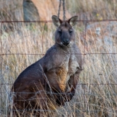 Osphranter robustus robustus (Eastern Wallaroo) at Chapman, ACT - 21 Jul 2021 by Chris Appleton