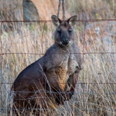 Osphranter robustus (Wallaroo) at Cooleman Ridge - 21 Jul 2021 by Chris Appleton