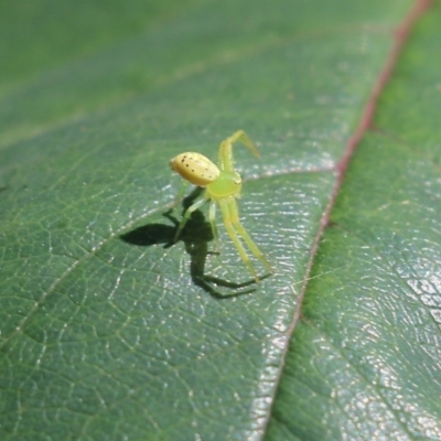 Lehtinelagia prasina (Leek-green flower spider) at Wodonga - 9 Oct 2021 by KylieWaldon