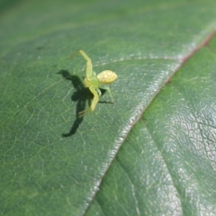 Lehtinelagia prasina at Wodonga, VIC - 9 Oct 2021