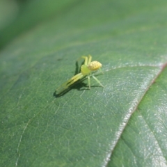 Lehtinelagia prasina at Wodonga, VIC - 9 Oct 2021