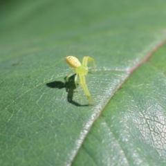 Lehtinelagia prasina at Wodonga, VIC - 9 Oct 2021