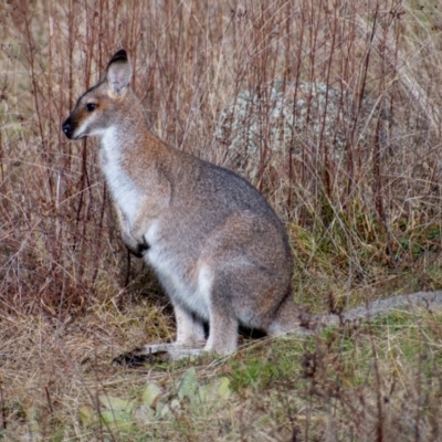 Notamacropus rufogriseus (Red-necked Wallaby) at Chapman, ACT - 26 Jun 2021 by Chris Appleton