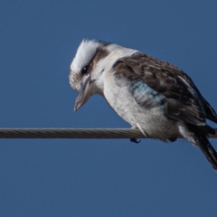 Dacelo novaeguineae (Laughing Kookaburra) at Kambah, ACT - 30 Jul 2021 by Chris Appleton