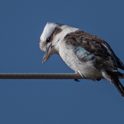 Dacelo novaeguineae (Laughing Kookaburra) at Kambah, ACT - 30 Jul 2021 by ChrisAppleton