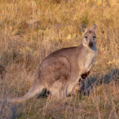 Osphranter robustus (Wallaroo) at Cooleman Ridge - 6 Aug 2021 by Chris Appleton